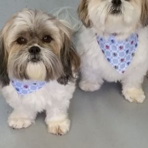 Meet your Posher, Billy